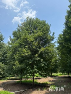 20公分美国红枫