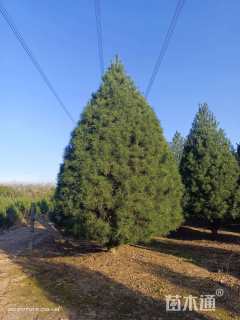 高度700厘米白皮松