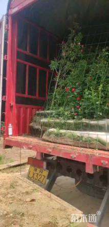 高度80厘米月季