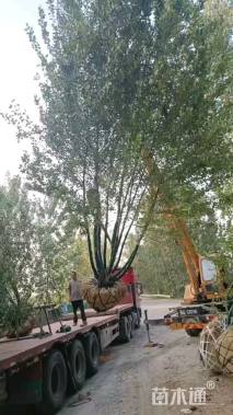 高度800厘米丛生河桦