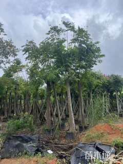 20公分黄山栾树