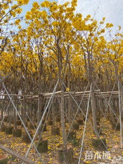 10公分黄花风铃木