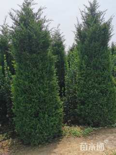 高度250厘米塔柏