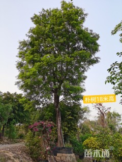 65公分朴树