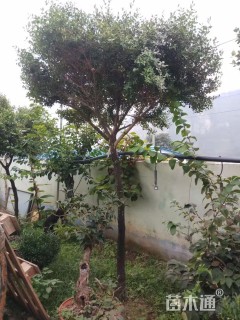 高度300厘米小叶黄杨