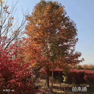 12公分北美枫香