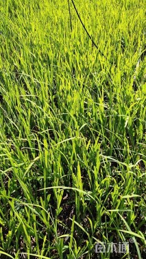 高度35厘米火星花