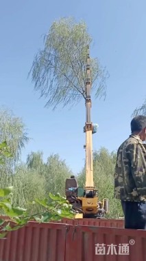 15公分青皮垂柳