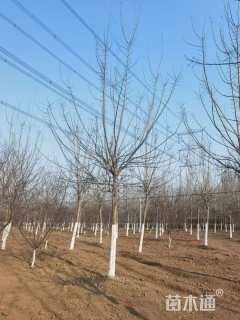 20公分金叶复叶槭