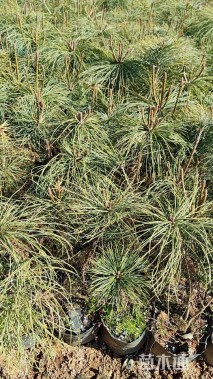 高度25厘米马尾松