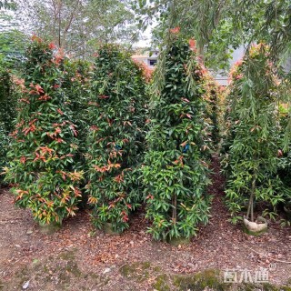 高度200厘米红车