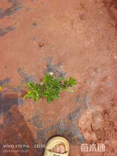 高度30厘米木春菊