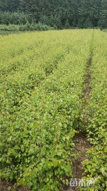 高度30厘米白桦小苗