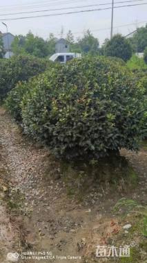 冠幅150厘米茶梅球