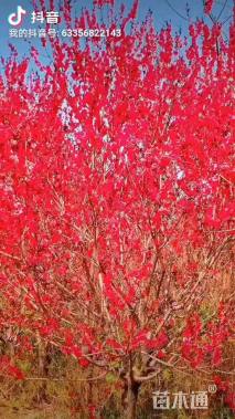 15公分红叶碧桃