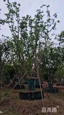 15公分(4杆)丛生乌桕