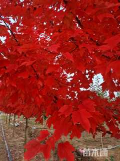 12公分美国红枫-十月光辉