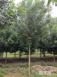 15公分大叶女贞