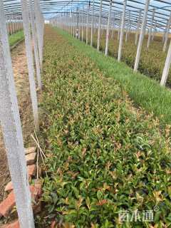 50公分红叶石楠