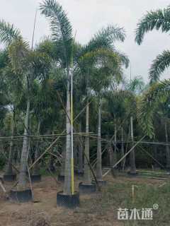 裸干高200厘米狐尾椰