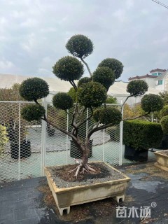 10公分造型赤楠