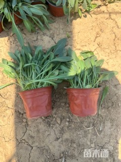 高度15厘米天人菊