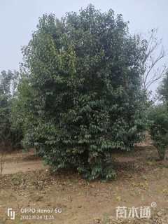 10公分丛生女贞