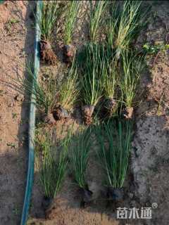 高度34厘米小兔子狼尾草