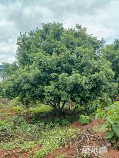 15公分丛生杨梅