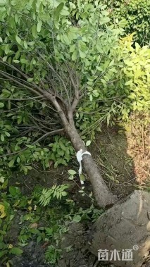 19公分红叶石楠