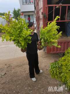 高度40厘米金叶女贞小苗