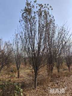 16公分西府海棠