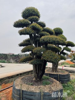 30公分造型椤木石楠