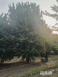 高度900厘米丛生三角枫