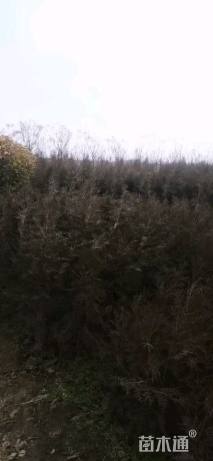 高度50厘米柏树