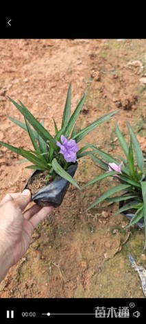 高度10厘米蓝花莉