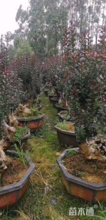 40公分造型紫薇