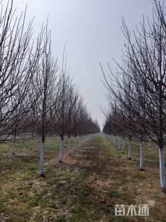 10公分欧洲小叶椴