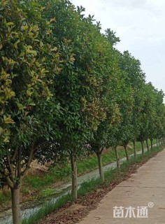 15公分红叶石楠