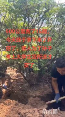 高度150厘米紫斑牡丹