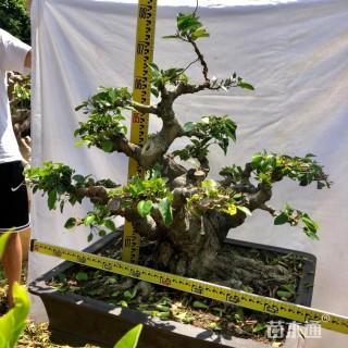 10公分造型小叶榕