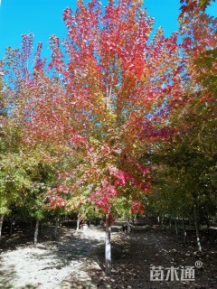 15公分美国红枫