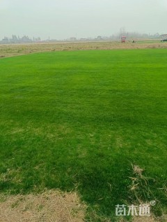 草块状马尼拉草