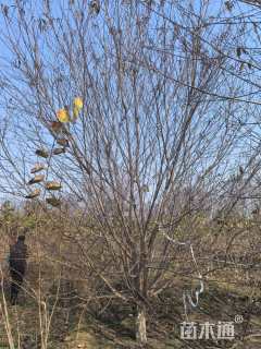 10公分红叶碧桃