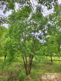 8公分(5杆)丛生乌桕