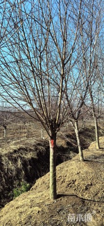 12公分紫叶碧桃