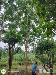 20公分栾树
