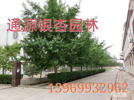 18公分银杏