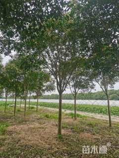 20公分大叶女贞