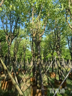 高度500厘米紫荆